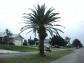 Living Palm Trees and Palm Tree Seeds