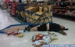 Funny Photos 