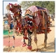 Pushkar Fair with Rajasthan - 2013