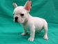 french bulldog puppies