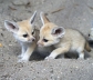 fennec fox kits foe sale