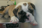 Adorable AKC registered English Bulldogs
