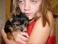 Extremely cute teacup yorkie puppies for free adoption