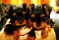 Extremely cute teacup yorkie puppies for free adoption