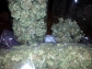 Good medical marijauna for cancer patiens and other meds