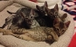 Well tamed cheetah cubs, serval, Bengal, White Lion Cubs and f1 savannah kittens available