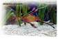 AMMOSORB Eco Aquarium Ammonia Remover Deco Rocks: 50 lb