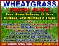 Wheatgrass juice improves the digestion,