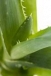 THE POWERFUL WOMAN SPIRITUAL HERBALIST HEALER IN CAPE TOWN,SOUTH AFRICA.IST 