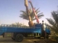 date palms for sale with home delivery and planting0561513145