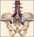 Best spine surgeon NJ