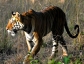 Wildlife Documentaries, Leading Producer of Films and Audio Video