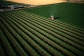 Agricultural Land, Farms For Sale in Bangalore | srisaifarms.com