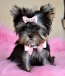 2 Tea-cup Yorkie Puppies