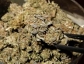 MMJ  and other related stain for sale 