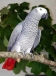 Loving parrots for adoption