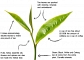 Buy Tea Online