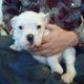 AWESOME ENGLISH BULLDOG PUPPIES