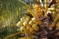 Environmental coconut coir products