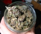 og kush,purple kush,sour deisel,master kush