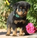 Healthy Rottwieler puppies for sale