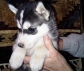 Fresh and well socialized Siberian Husky Puppies for sale