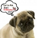 Export Dog from Singapore