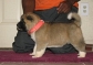 Nice For Kids And Other Pets Akita Puppies For Sale 