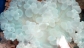 Coral: Bubble coral