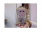 ADORABLE CAPUCHIN BABY MONKIES READY NOW.