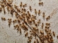 Best Termite Control Companies
