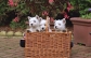 Just adorable! Westies are real sweethearts. They are friendly and love everyone, and get along well