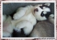 a nice and good looking siberian huskie