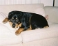 lovely Rottweiler puppy for addoption