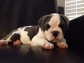 QUALITY ENGLISH BULLDOG PUPPIES SEEKING NEW HOMES..