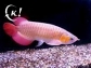 Arowana fishes for sale