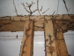 Termite Inspections Sydney