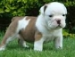 cute female puppy for adoption