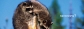 Wildlife Control Toronto and Peace of Mind