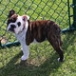 beautifull english bulldog for sale 