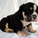 playfull english bulldog for homes