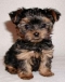 an adorable yorkie shire
