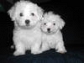 Cute CKC small male maltese puppies