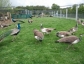Peacocks and Peahens for sale