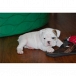 Healthy Male and Female English bulldog puppies looking for a good home. They are just what will bri