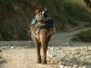 Jim Corbett Resort Booking