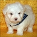 The maltese puppies  for free adoption