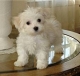 The maltese puppies  for free adoption