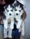 SIBERIAN HUSKY PUPPIES FOR ADOPTION