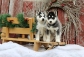 3 Beautiful Siberian Husky Pups Left !!!